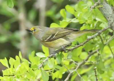 White-eyed Vireo