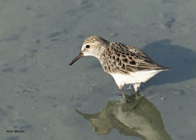 : White-rumped Sandpiper :