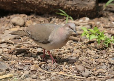White-tipped Dove