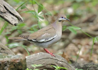 White-winged Dove