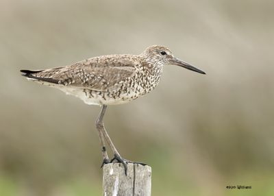 : Willet :