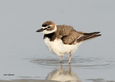 : Wilson's Plover :