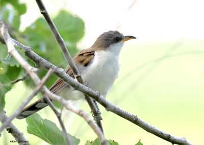 Cuckoos