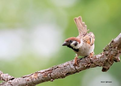 Eurasian Tree Sparow, Horseshoe Lake, IL,, 5-14-2025_3487az.jpg