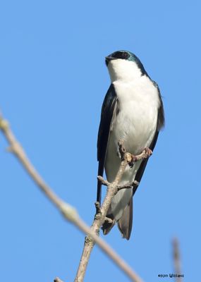 Tree Swallow, Magee Marsh, OH, 5-16-2025_4183az.jpg