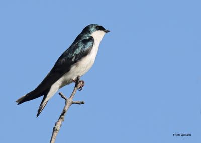 Tree Swallow, Magee Marsh, OH, 5-16-2025_4219az.jpg