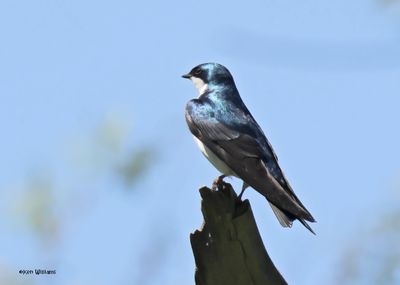 Tree Swallow, Magee Marsh, OH, 5-16-2025_4656az.jpg
