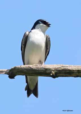 Tree Swallow, Magee Marsh, OH, 5-16-2025_4761az.jpg