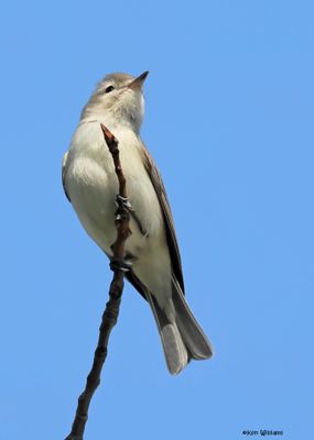 Warbling Vireo