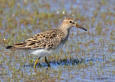 : Pectoral Sandpiper :