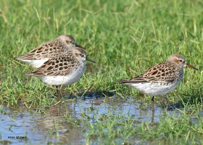 : Semipalmated Sandpiper : 