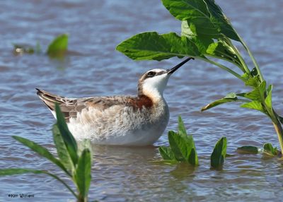 Wilson's Phalarope male, Wagoner Co, OK, 5-20-2025_5806az.jpg