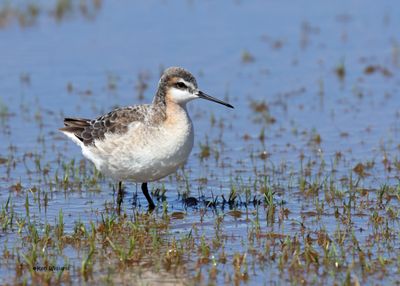 Wilson's Phalarope male, Wagoner Co, OK, 5-20-2025_6159az.jpg