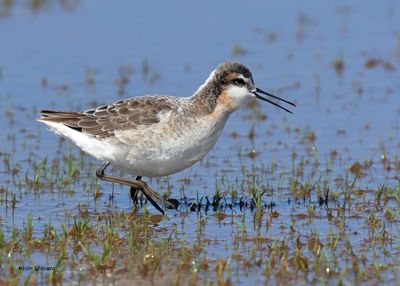 Wilson's Phalarope male, Wagoner Co, OK, 5-20-2025_6170az2.jpg