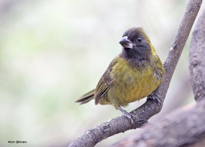 Crimson-collared Grosbeak