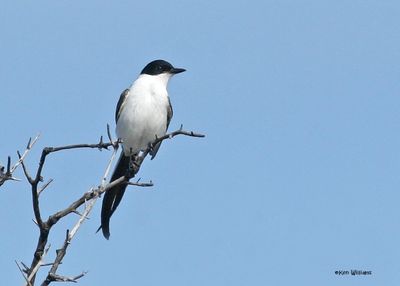 Fork-tailed Flycatcher