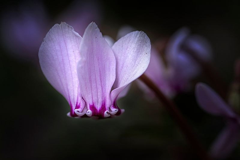 Cyclamen