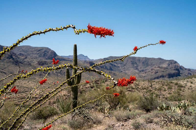Ocotillo cactus
