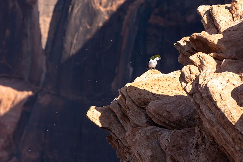Horse shoe bend