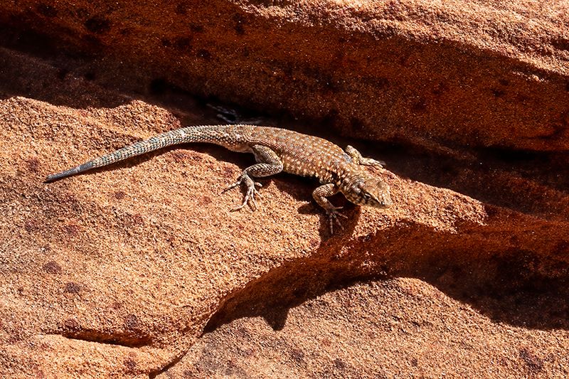 Un habitant a pos
