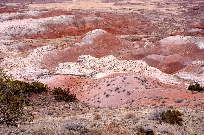 Painted desert and petrified forest