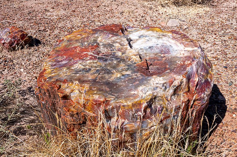 Painted desert and petrified forest
