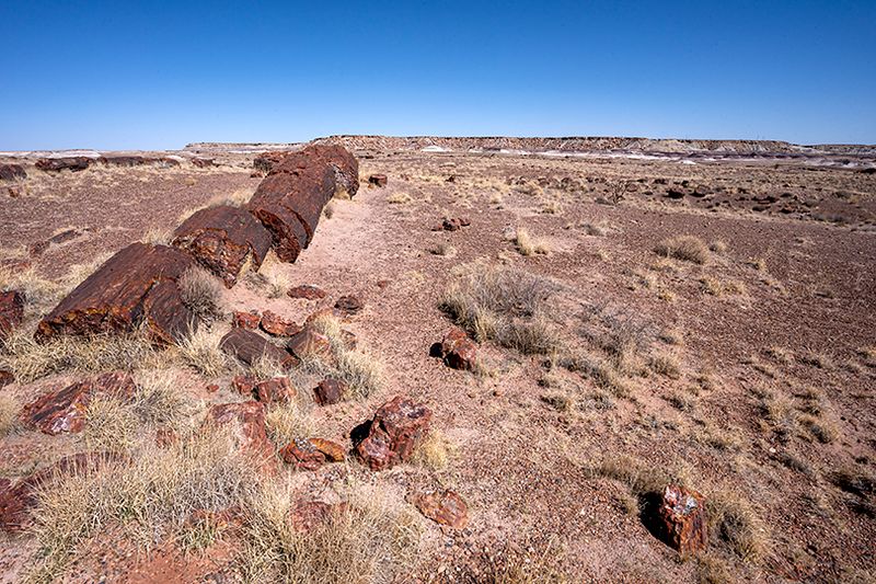 Painted desert and petrified forest