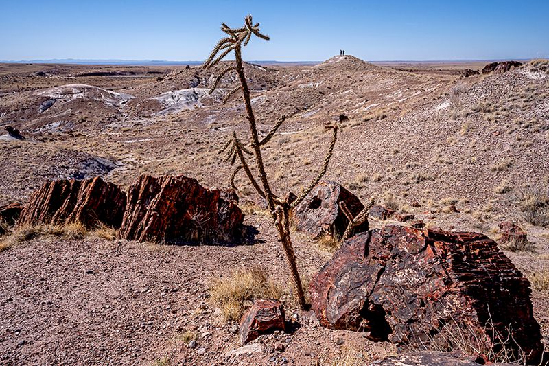 Painted desert and petrified forest