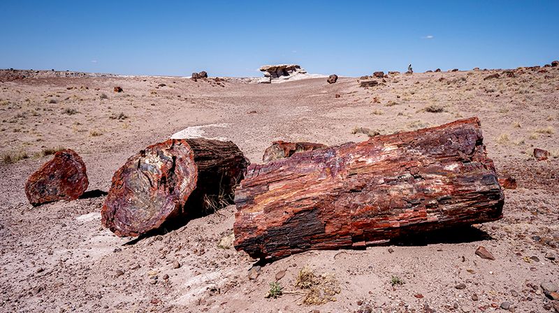 Painted desert and petrified forest