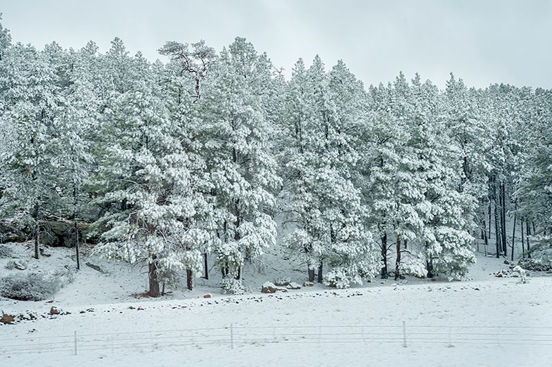 Et vers le Sud sous la neige