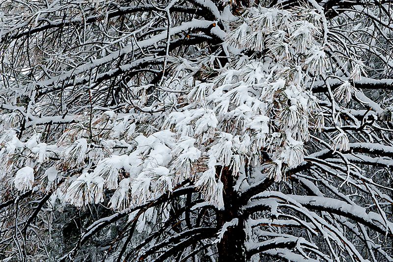 Et vers le Sud sous la neige