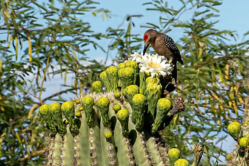 Et son jardin botanique