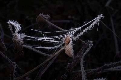 Gel au jardin
