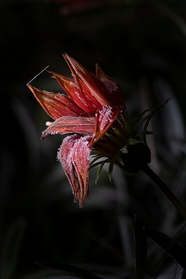 Gel au jardin