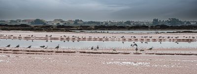Salins de Gruissan