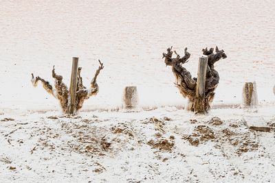 Salins de Gruissan
