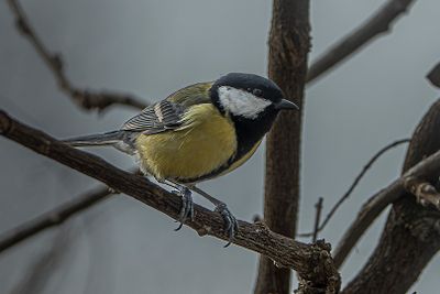 g13/99/1255699/3/174380494.c6e1b172.JPEG