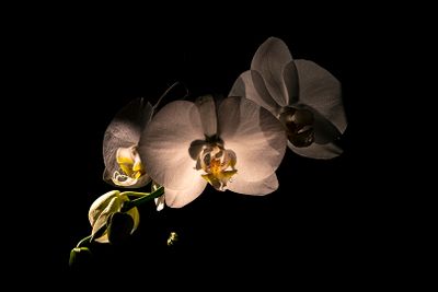 ::::: Galerie fleurie :::::