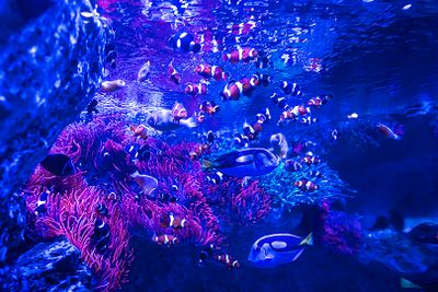 Seaquarium du Grau du roi