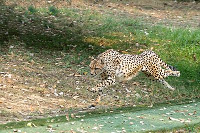 Zoo de Plaisance du Touch