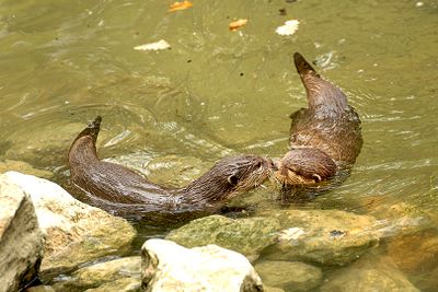 Zoo de Plaisance du Touch