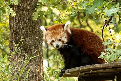 Zoo de Plaisance du Touch