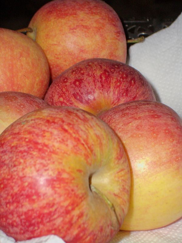Apples-Optio-2005.jpg