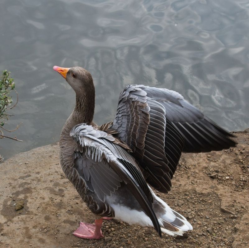 DSC_4488.jpg