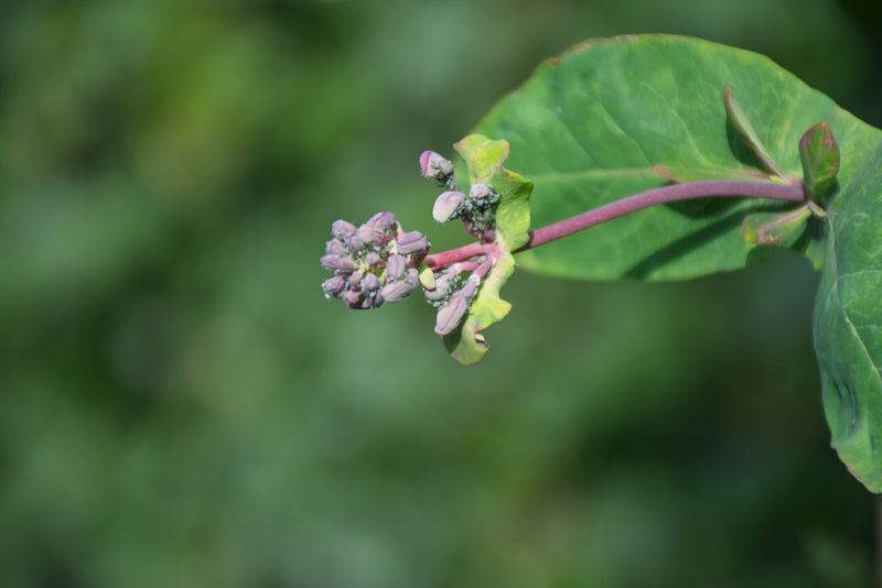 Nikon 18-140mm - 3