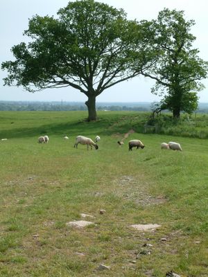 Sheep-Feckenham-06.jpg