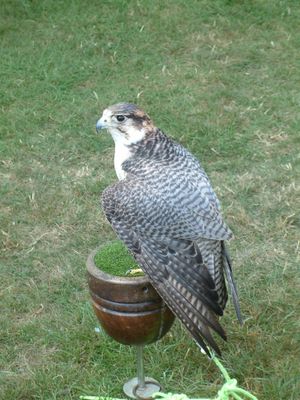 Ragley-game-fair-2003-16.jpg
