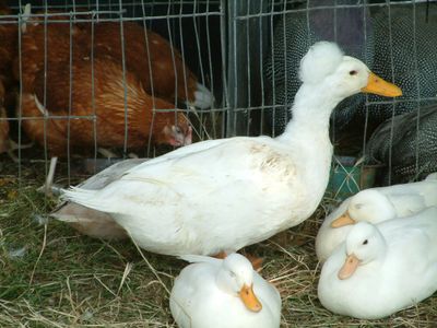 Ragley-game-fair-2003-48.jpg