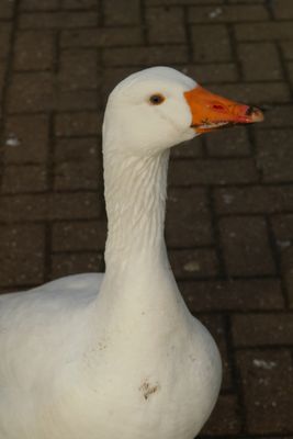 g13/99/209899/3/174961057.eabf2a86.JPEG