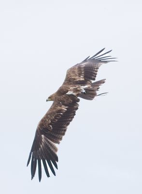 IMG_2853.jpg